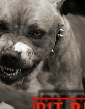 pitbull38
